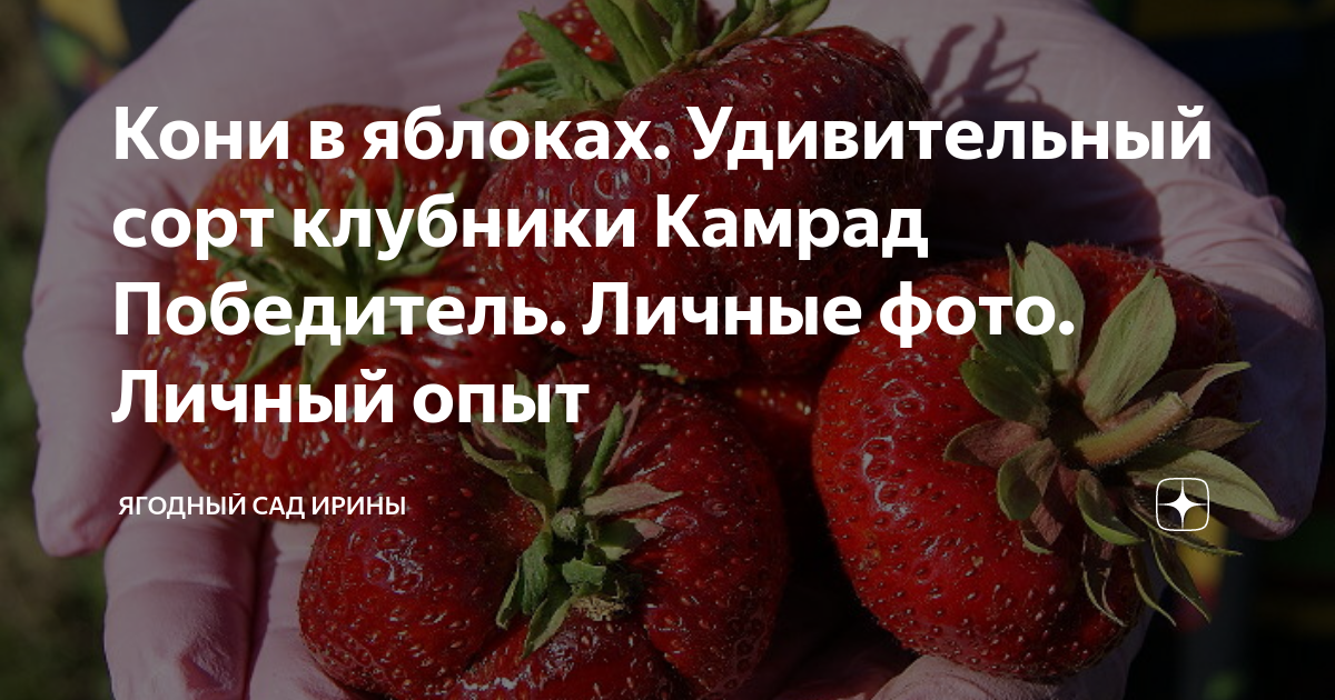 Кони в яблоках. Удивительный сорт клубники Камрад Победитель. Личные ...