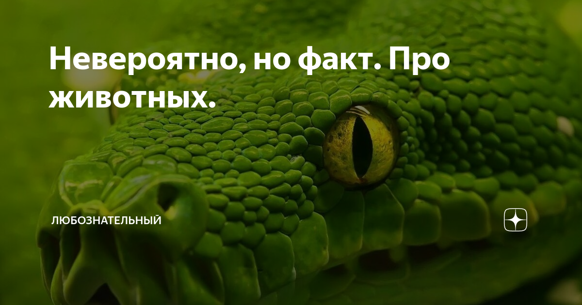 Невероятно но факт
