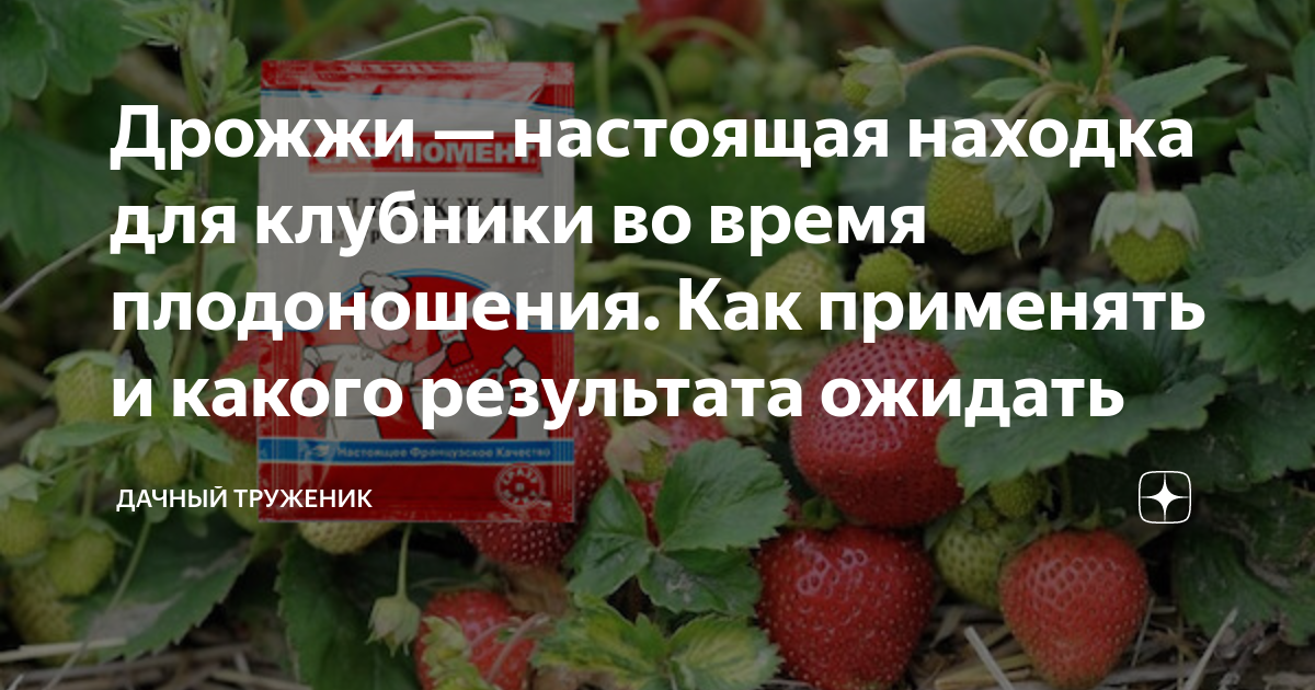 Удобрение для клубники во время плодоношения. Дрожжевая подкормка для клубники. Весенняя подкормка клубники дрожжами. Подкормка клубники дрожжами. Подкормка клубники дрожжами весной для большого урожая.