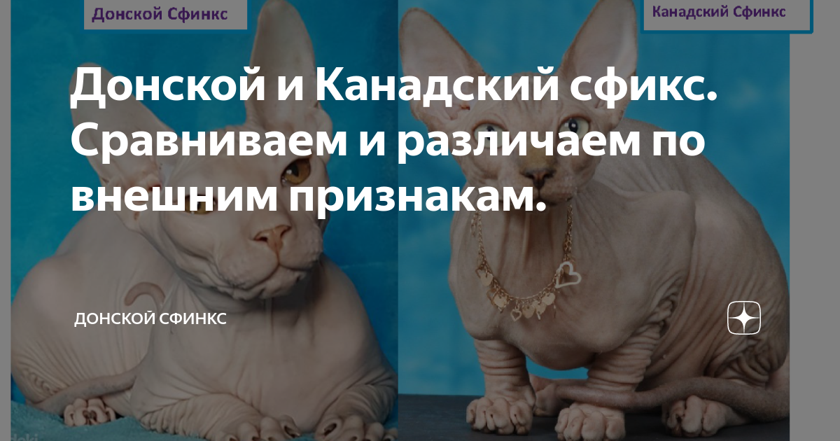 Донской и Канадский сфикс. Сравниваем и различаем по внешним признакам ...