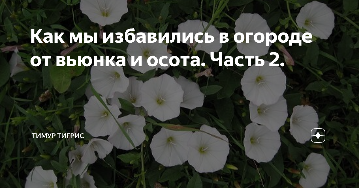 Как избавиться от вьюнка на картофельном поле. Вьюнок полевой Березка. Способы борьбы с вьюнком на огороде. Вьюнок Березка сорняк в огороде. Вьюн Березка методы борьбы.