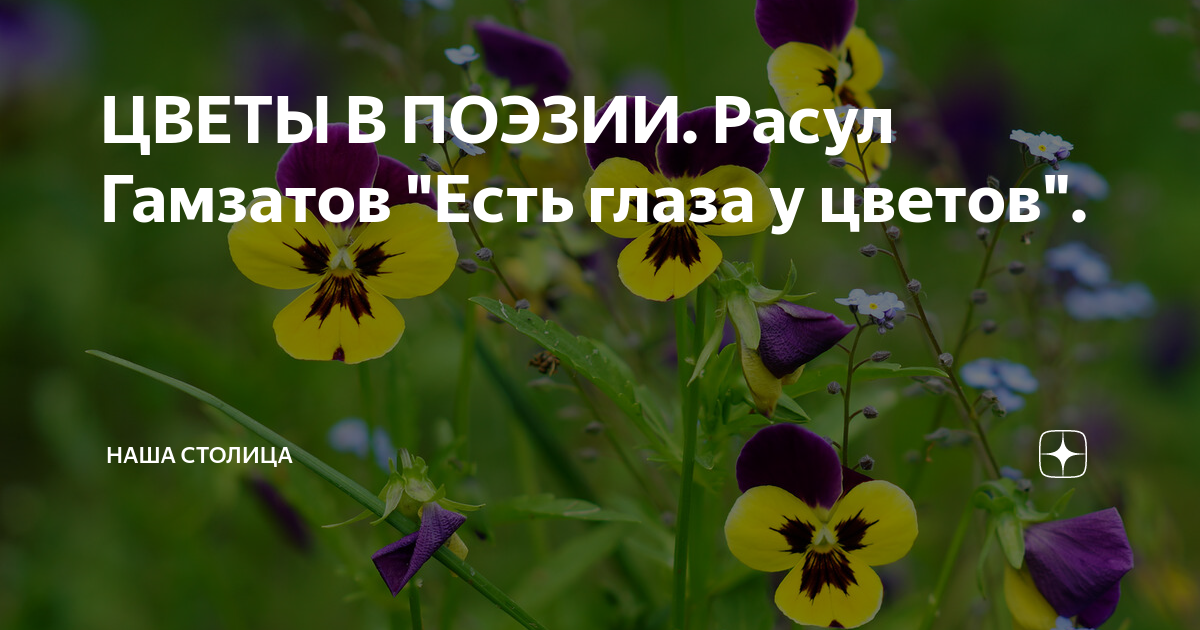 есть глаза у цветов. есть глаза у цветов пластинка. стихотворение гамзатова есть глаза у цветов. виа орэра пластинка. цветы стас намин обложка пластинки.