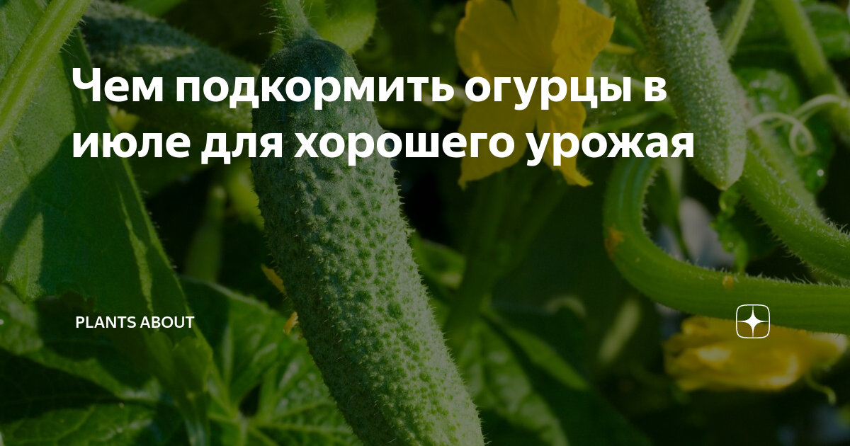 Человек огурец.