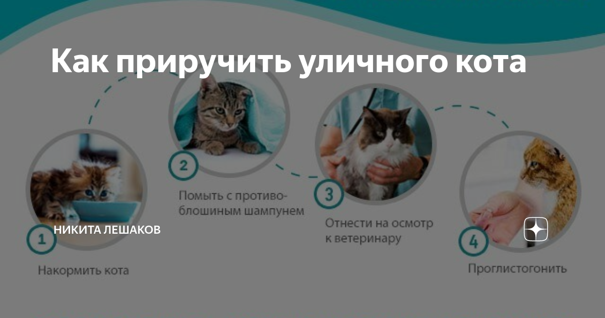 Как приручить уличного кота | Никита Лешаков | Дзен