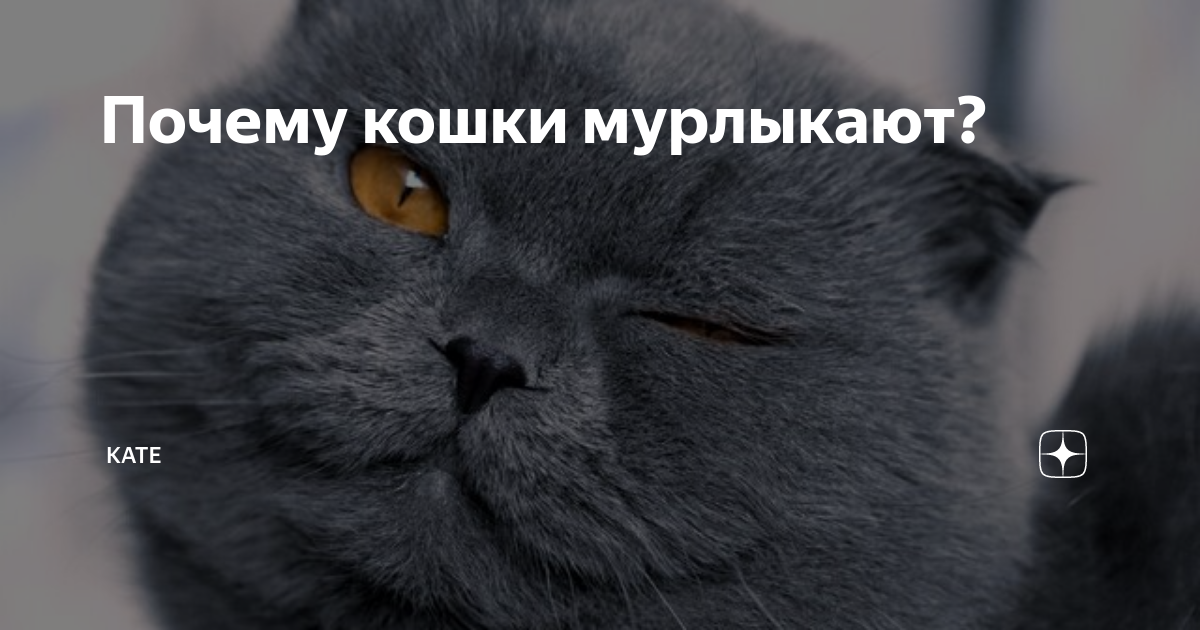 Сфинкс кошка арт. Kates cat is. Kates cat is. Милые котики стикеры телеграмм. Andy prokh.