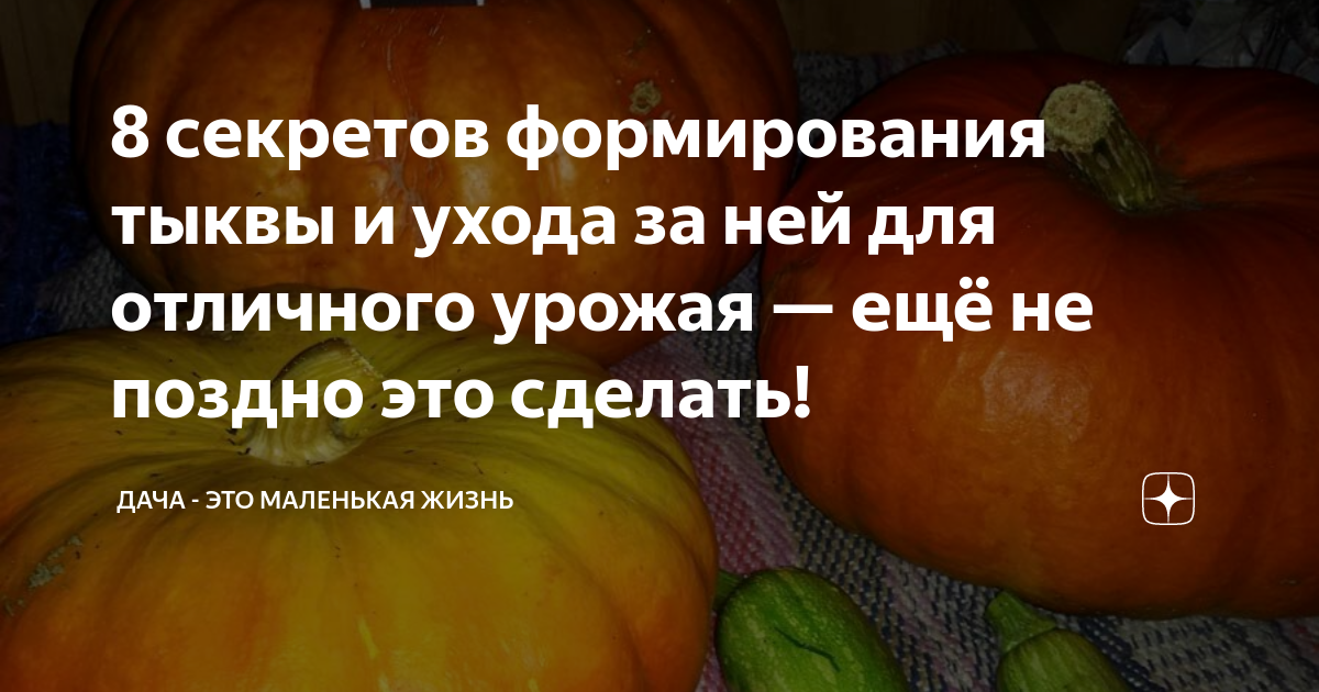 Формирование тыквы в открытом грунте в подмосковье схема и описание