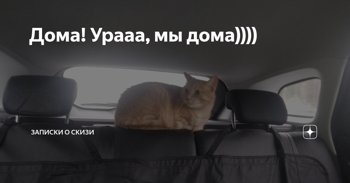 Сегодня о скизи. Скизи Мазанкин. Записки о Скизи дзен. Кот Скизи. Скизи Мазанкин кот.