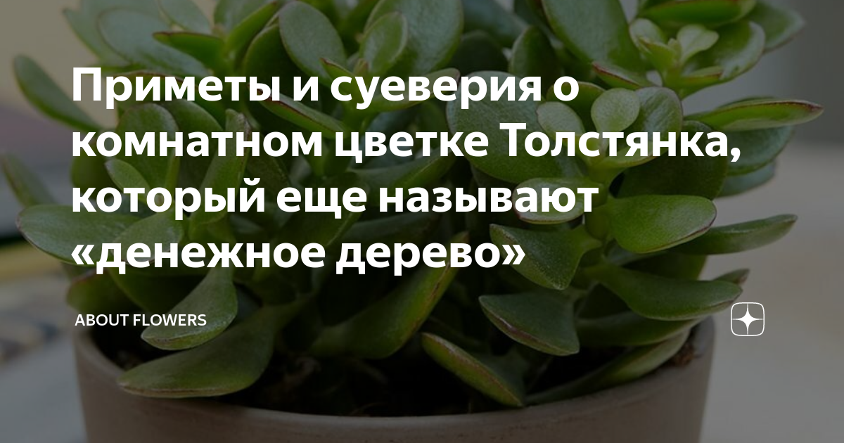 Комнатные растения приметы и суеверия фото