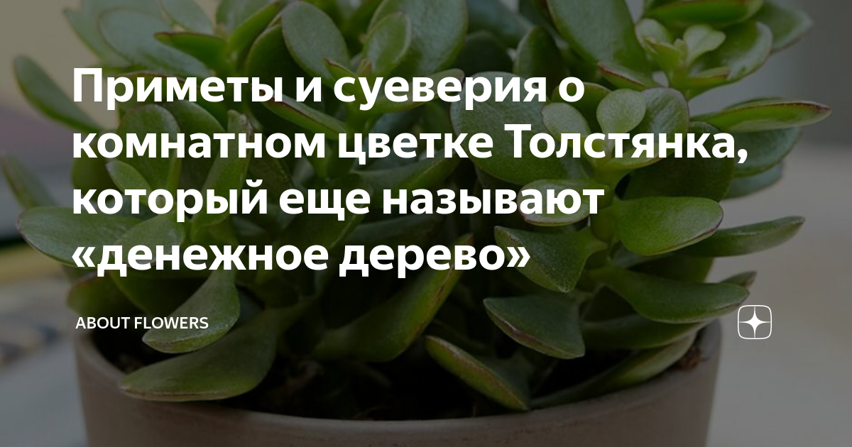 Плющ приметы и суеверия. Комнатные цветы приметы и суеверия. Приметы про цветы комнатные. Молочай комнатное растение приметы и суеверия. Какие цветы нельзя держать дома приметы и суеверия.