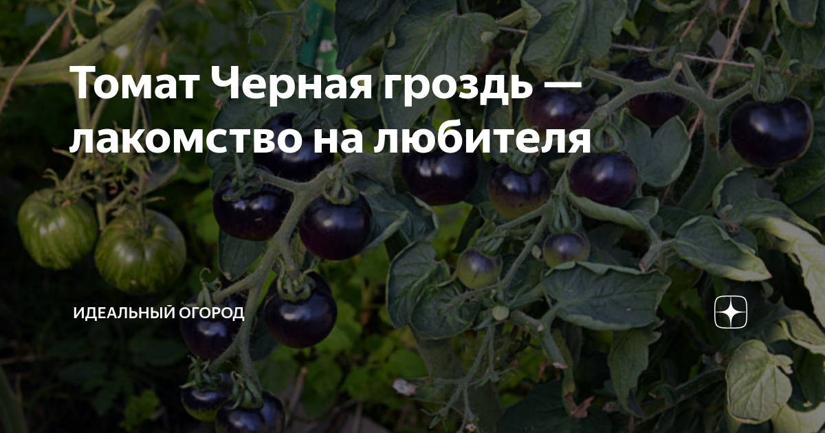 Томат Черная гроздь — лакомство на любителя | Идеальный огород | Дзен