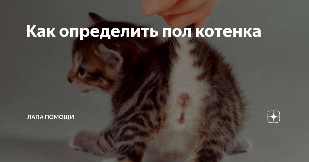 Как определить пол котенка по фото