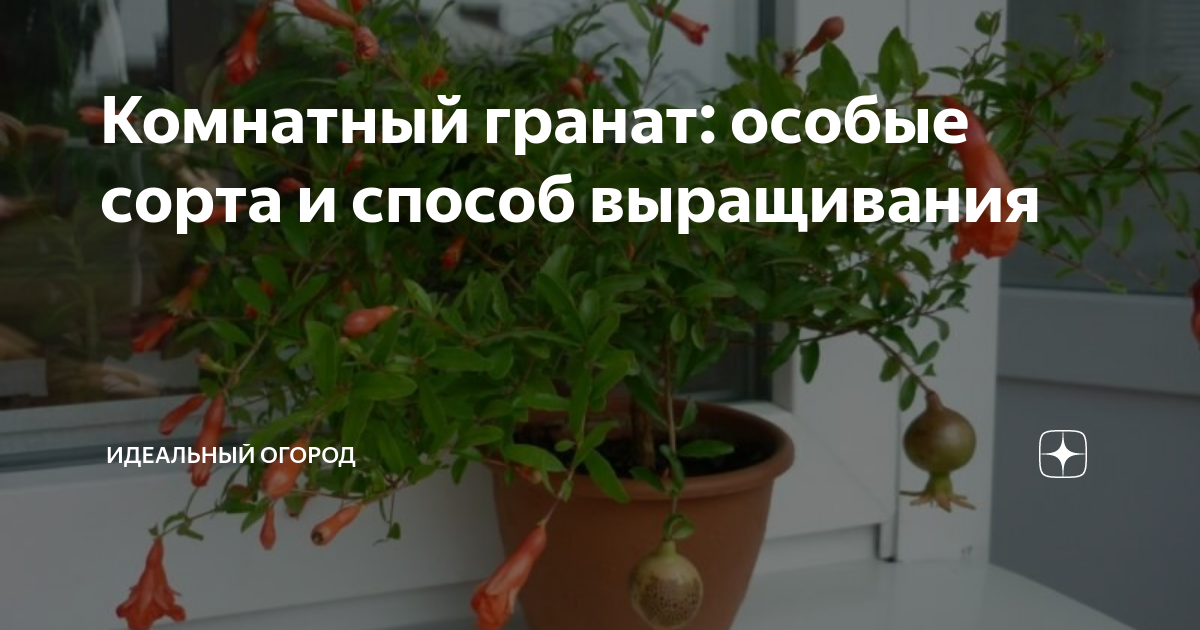 Защита от вредителей и болезней