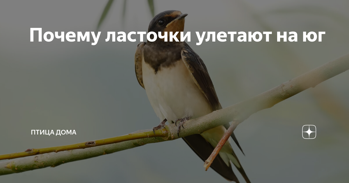 какие птицы не улетают на юг ласточки дятлы утки грачи