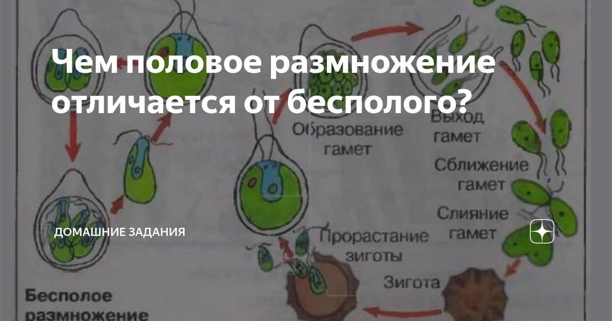 В чем смысл полового размножения кратко. В чем смысл полового размножения кратко