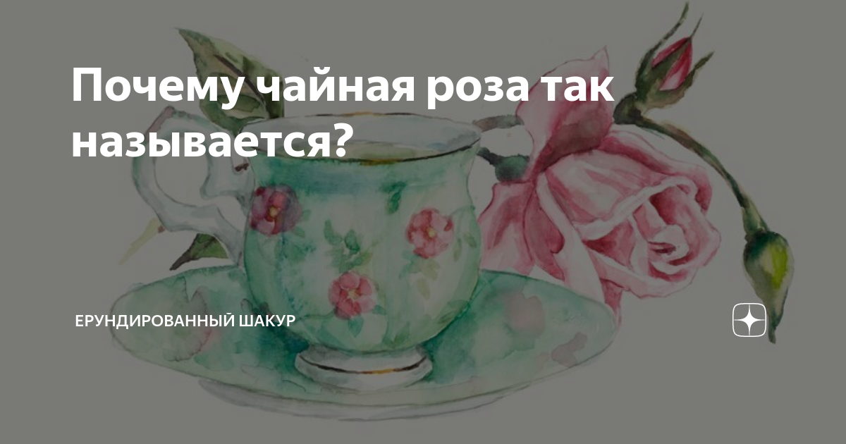 О чайной розе: как выглядит, почему так называется, уход в домашних условиях