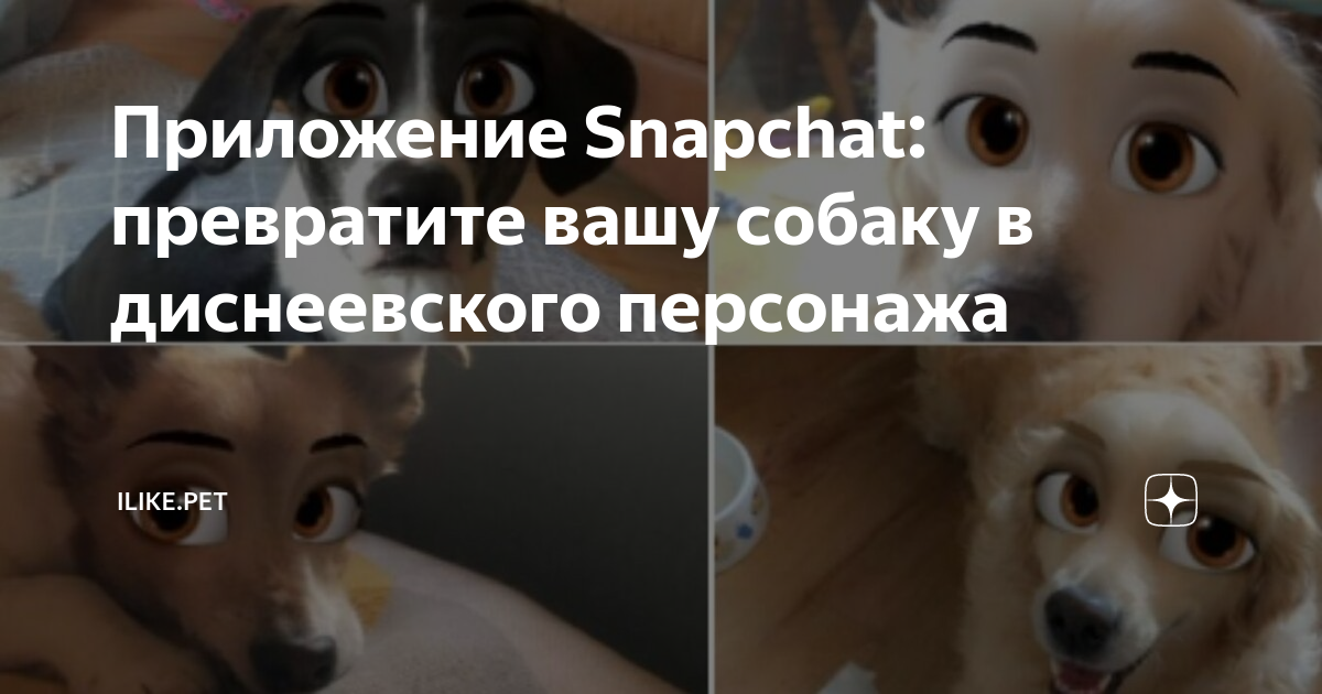 Как использовать фильтры Snapchat для фото домашних питомцев