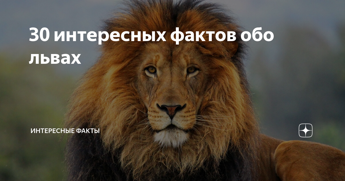 Факты о львах. Лев в отношениях мужчина. Лев царь зверей мужчина. Самые опасные животные львы.
