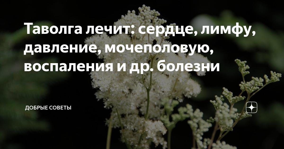 Таволга лечит: сердце, лимфу, давление, мочеполовую, воспаления и др.  болезни | Канал "Здоровье" | Дзен