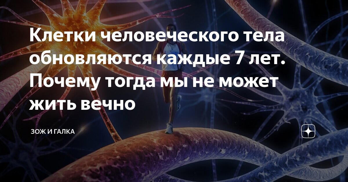 Обновление клеток в организме. Обновление клеток 7 лет. Обновление организма каждые 7 лет. Цикл обновления клеток организма.