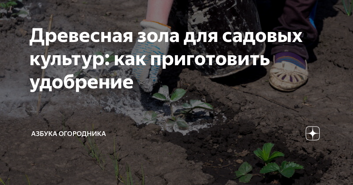 Канал садоводческий про китайцев. Туманов огородник. Дзен огородников. Огородник. Дзен огородников.