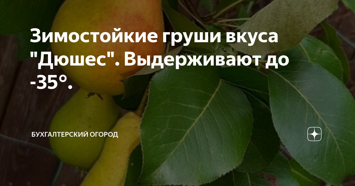 Зимостойкие груши вкуса "Дюшес". Выдерживают до -35°. | Оксана ...