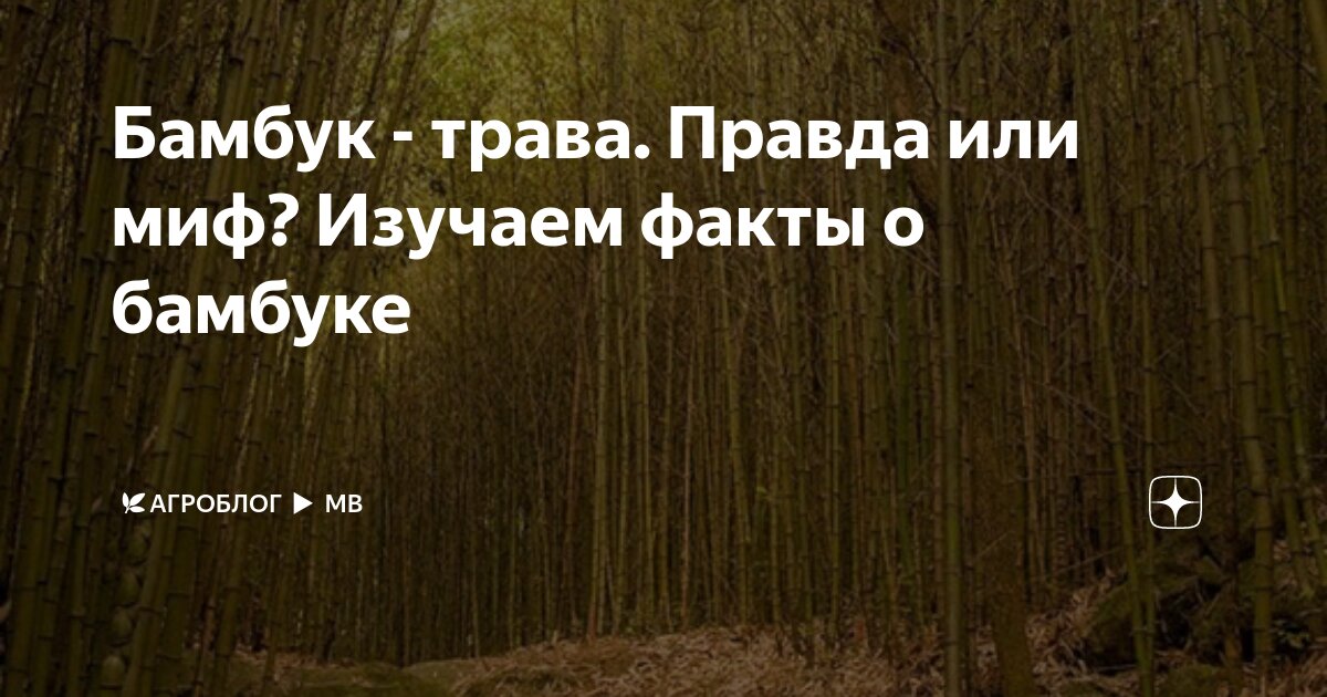 Бамбук - трава. Правда или миф? Изучаем факты о бамбуке | 🌿Школа ...