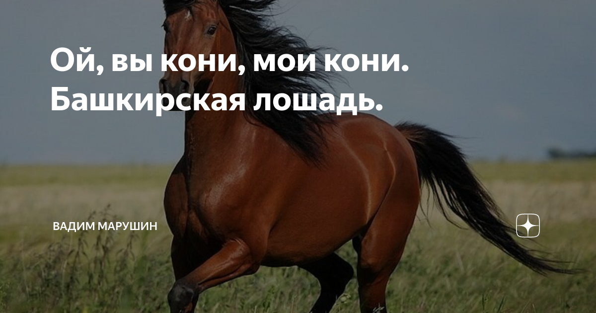 текст песни дайте коня мне да добрый меч