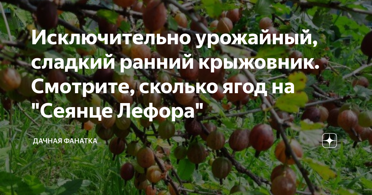 Исключительно урожайный, сладкий ранний крыжовник. Смотрите, сколько ...
