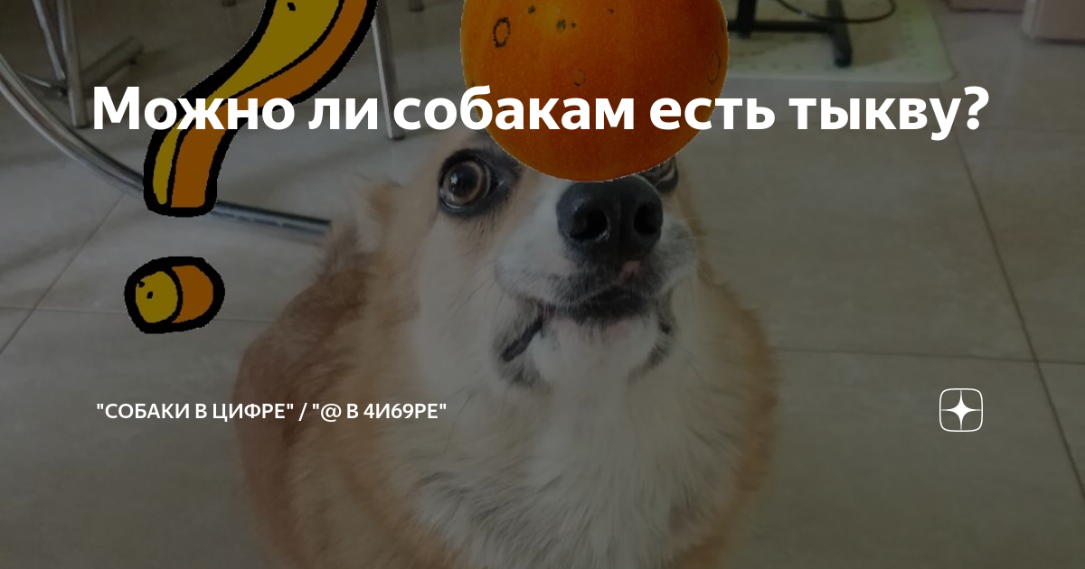 Можно ли собакам есть тыкву? | Собаки в цифре / @ в 4и69ре | Дзен
