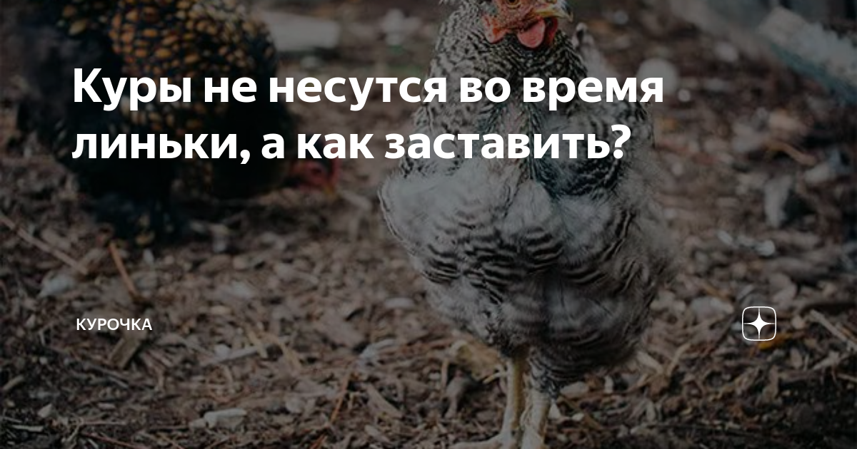 Куры не несутся во время линьки, а как заставить? | Курочка | Дзен