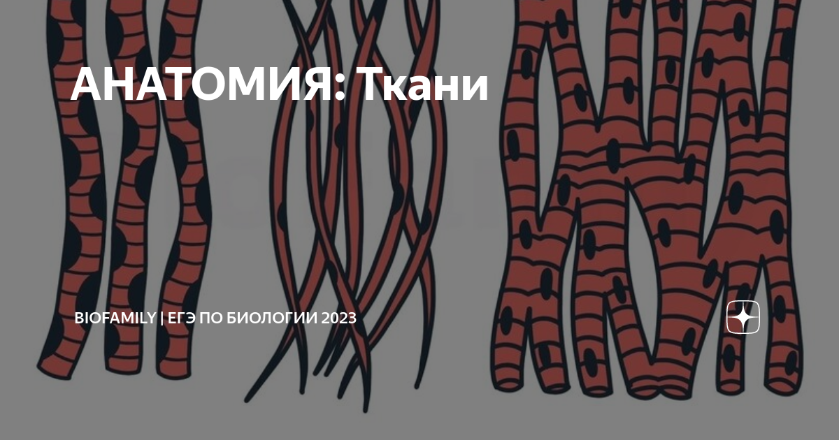 АНАТОМИЯ: Ткани | BioFamily | ЕГЭ по биологии 2025 | Дзен