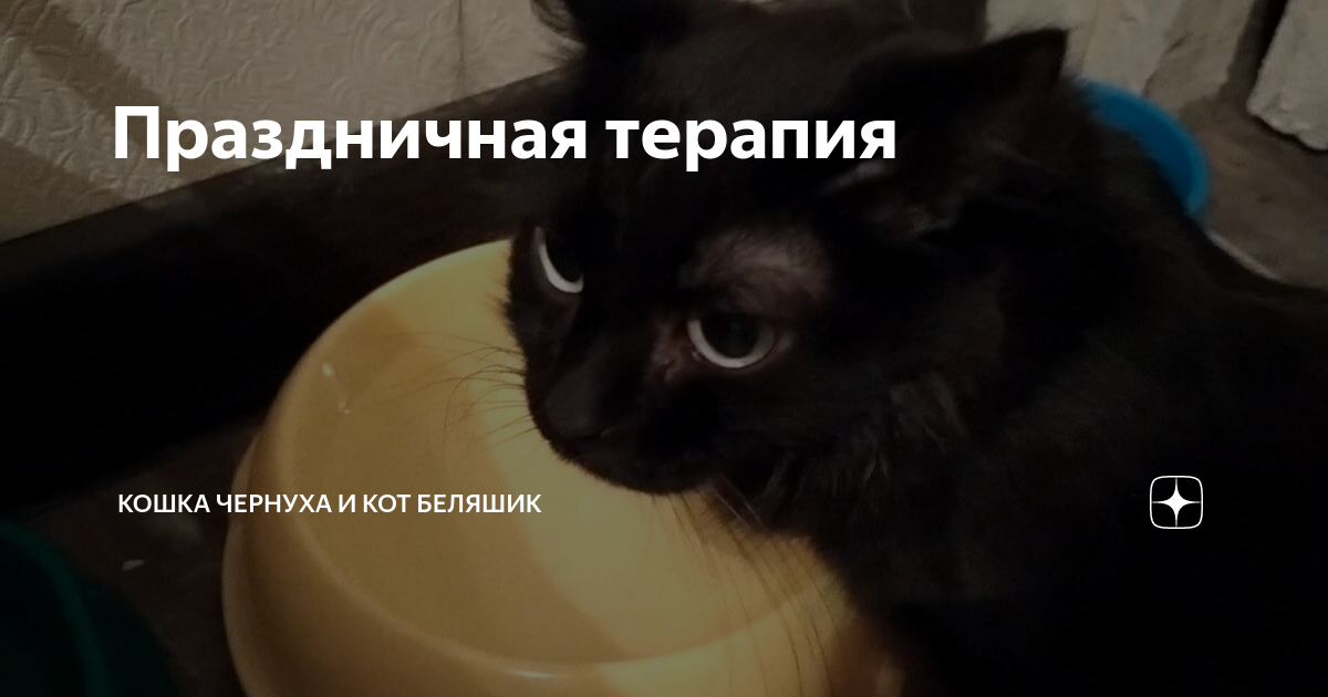 дзен коты беляшик и чернуха