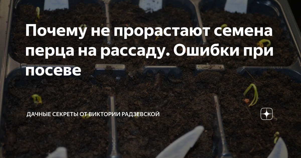 Почему не прорастают семена перца на рассаду. Ошибки при посеве ...