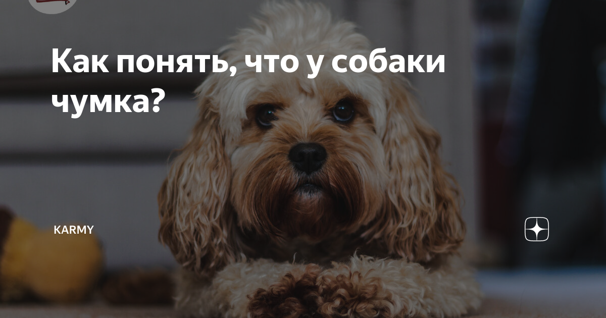 чумка у собак что это
