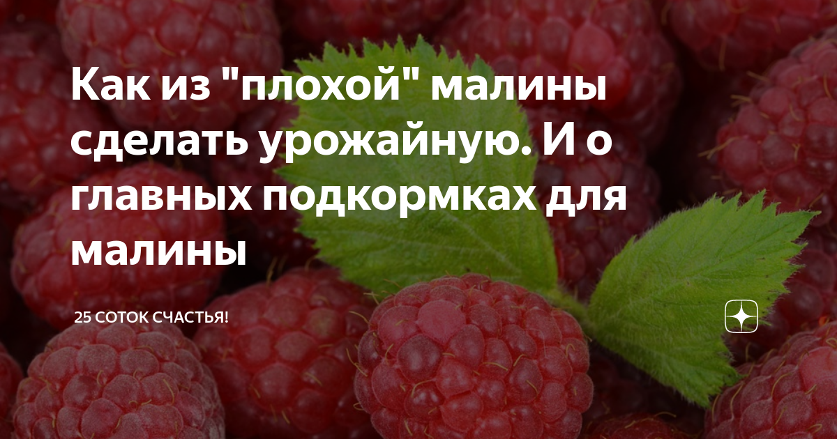 Поставь малина. Грядки для малины. Малина из полимерной глины. Малина в народной медицине. Ягода малина.