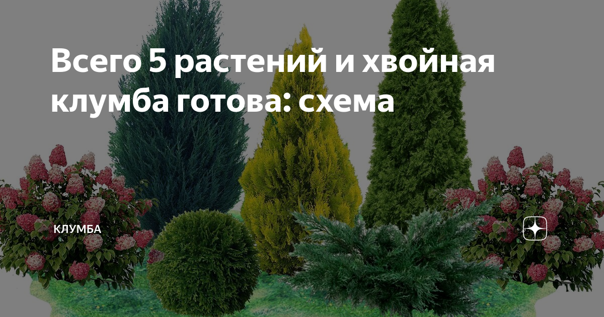Клумба из хвойных растений фото и схема с названиями