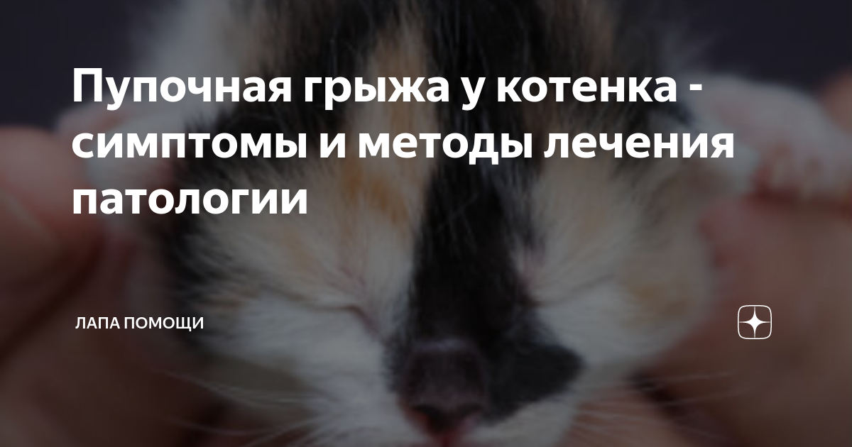 Грыжа у кота