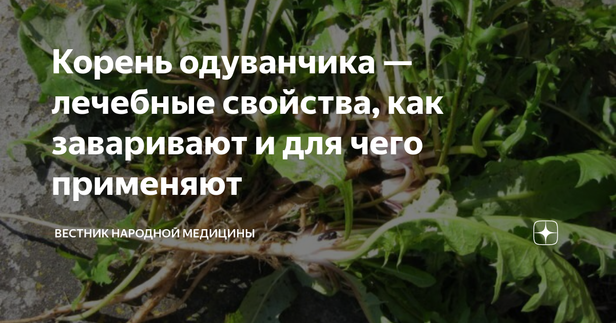 Корень одуванчика — лечебные свойства, как заваривают и для чего ...