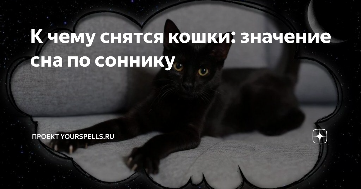 К чему снятся кошки: значение сна по соннику | Проект YOURSPELLS.ru | Дзен