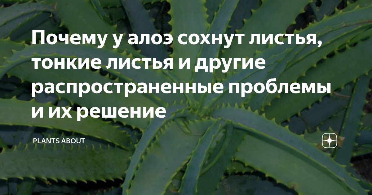 Алоэ тонкие листья. У алоэ отсыхают концы листьев. У алоэ кончики листьев сохнут и стали тонкие. У столетника желтеют концы листьев. Алоэ скручивает листья.