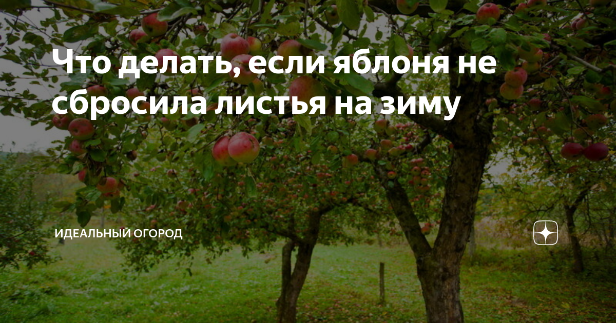 Что делать, если яблоня не сбросила листья на зиму | Идеальный огород | Дзен