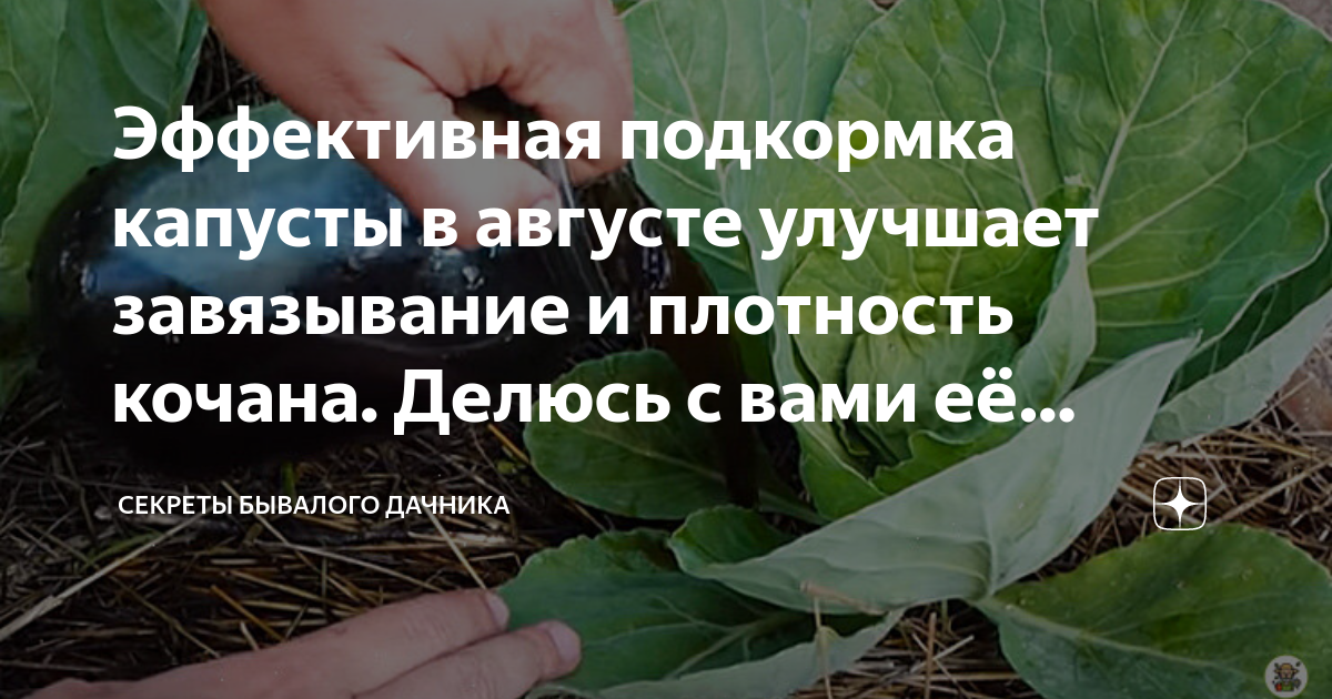Подкормить капусту в августе для роста кочанов
