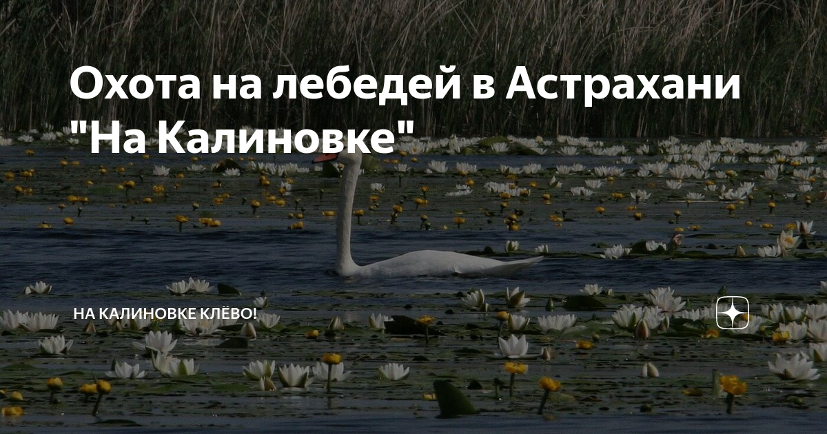Охота на лебедей в Астрахани \