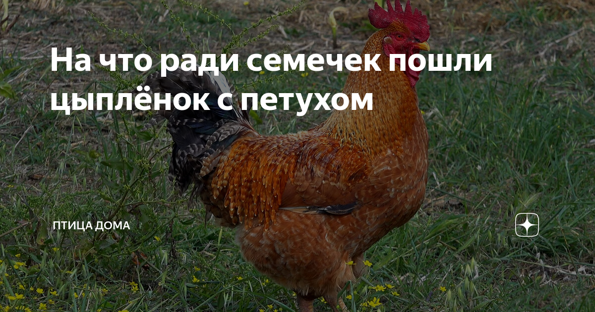 На что ради семечек пошли цыплёнок с петухом | Птица дома | Дзен
