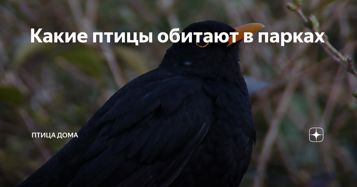Какие птицы обитают в парках | Птица дома | Дзен