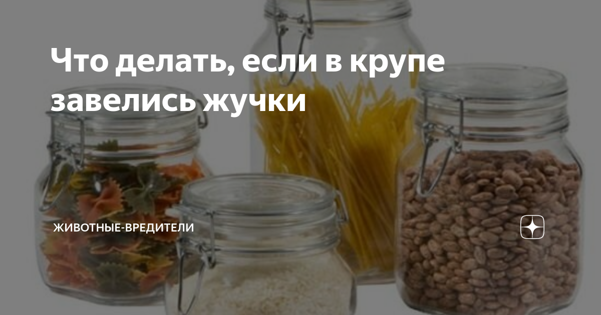 Что делать, если в крупе завелись жучки