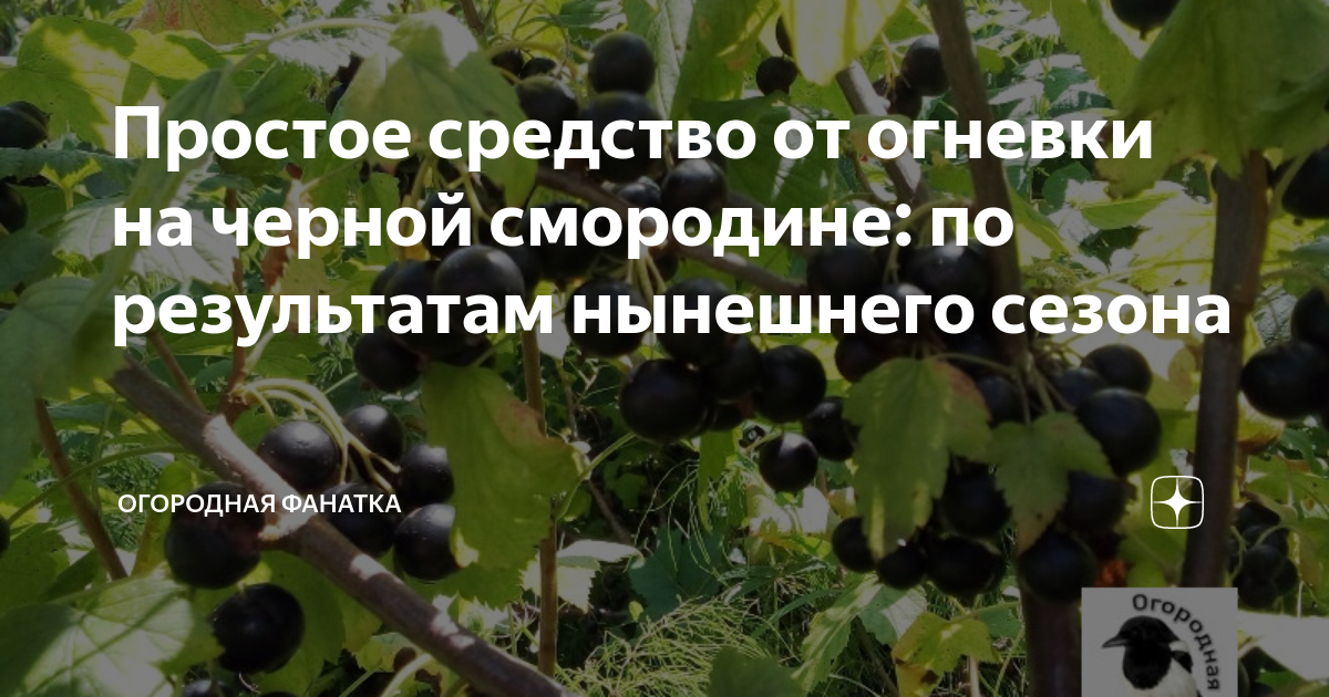 Простое средство от огневки на черной смородине: по результатам ...