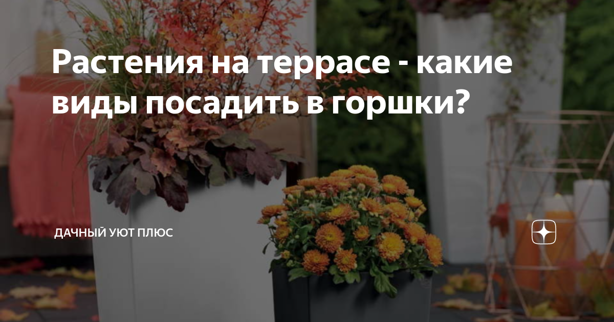 что посадить в горшки на террасе