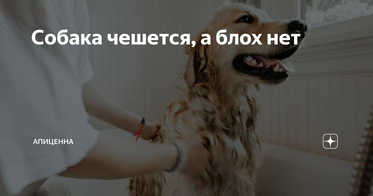 Собака часто чешется, но блох нет - 7 причин