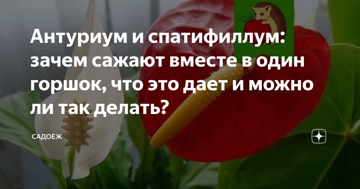 Антуриум и спатифиллум: зачем сажают вместе в один горшок, что это дает ...